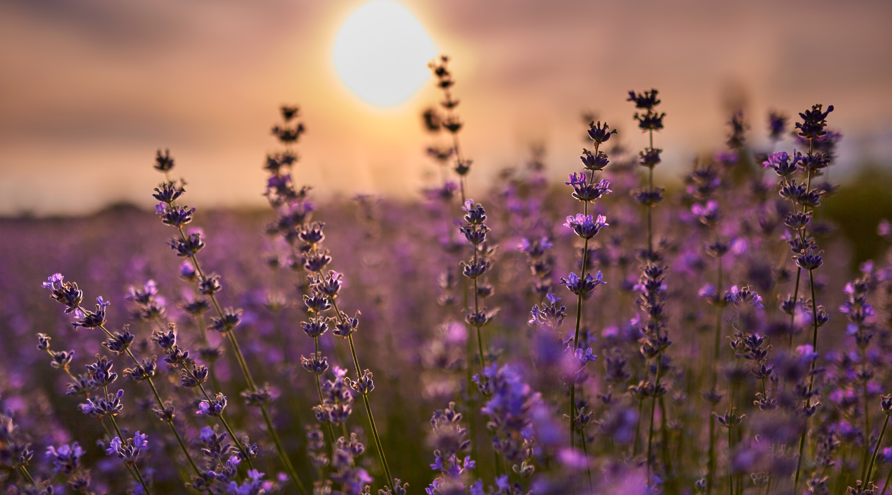 lavendel in huidverzorging
