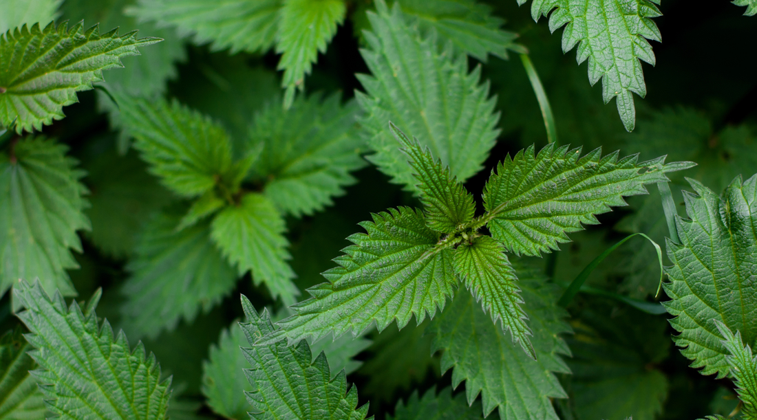 brandnetel in huidverzorging