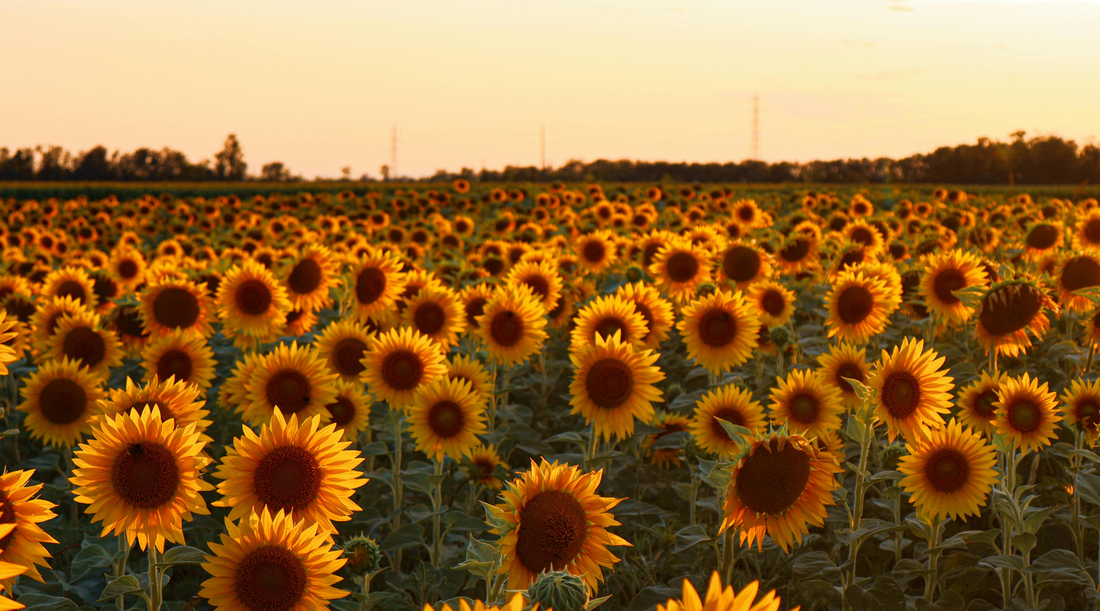 zonnebloemolie